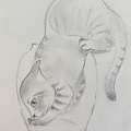 bestiaire-043