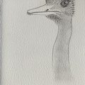 bestiaire-055