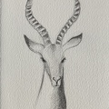 bestiaire-058