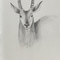 bestiaire-060