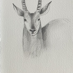 bestiaire-060