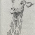 bestiaire-061