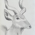 bestiaire-062