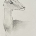 bestiaire-063