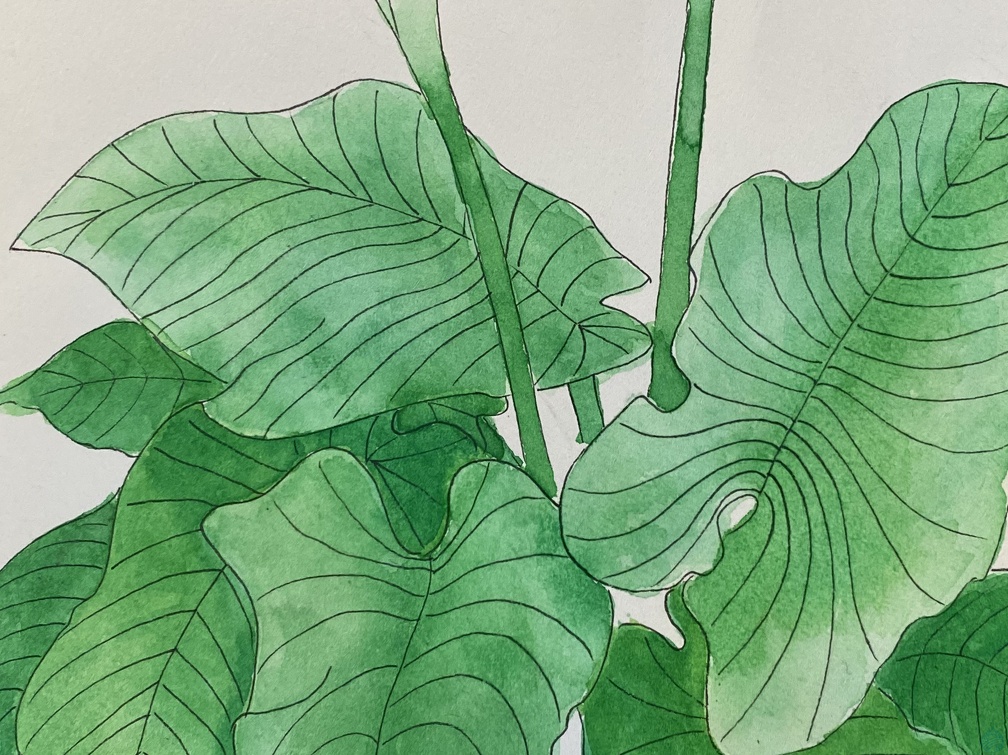 botanique-005