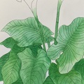 botanique-005