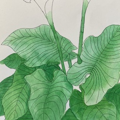 botanique-005