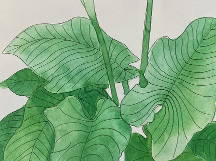 botanique-005