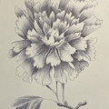 botanique-018