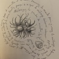 botanique-019