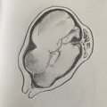 croquis-001