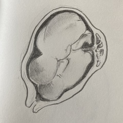 croquis-001