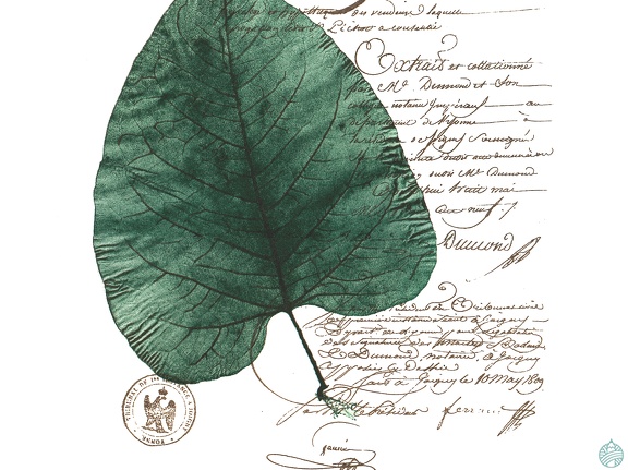 estampes-001