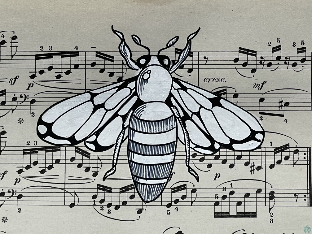 insecte1