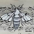 insecte1