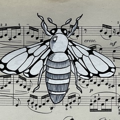 insecte1