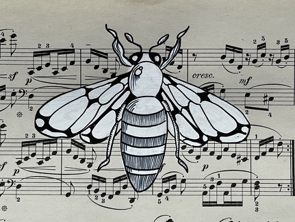 insecte1
