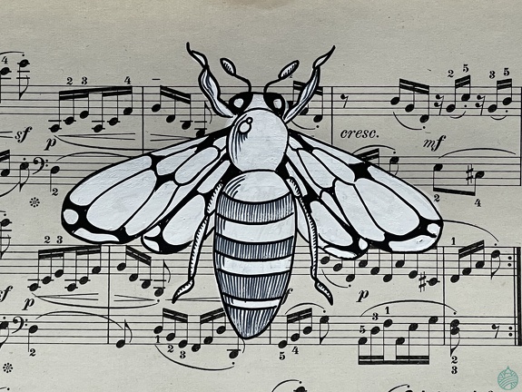 insecte1