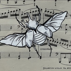 scarabée rhino
