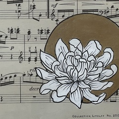 chrysanthème