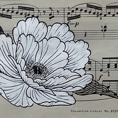 pivoine